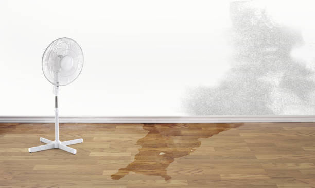 Best Water damage cleanup near me  in Fannett, TX